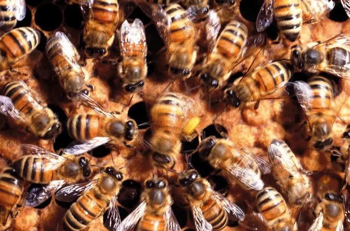 Unveiling Beehives: Nature's Marvel