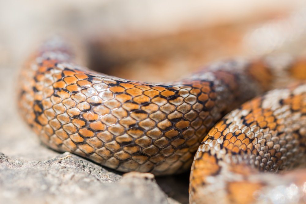 Understanding the Market for Pet Snakes