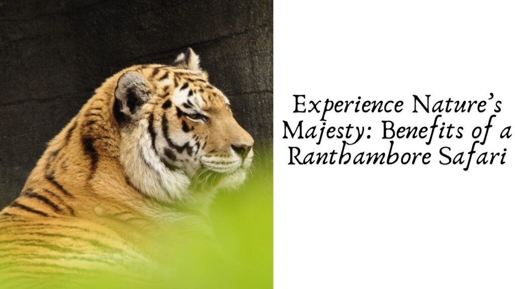 Experience Nature’s Majesty: Benefits of a Ranthambore Safari