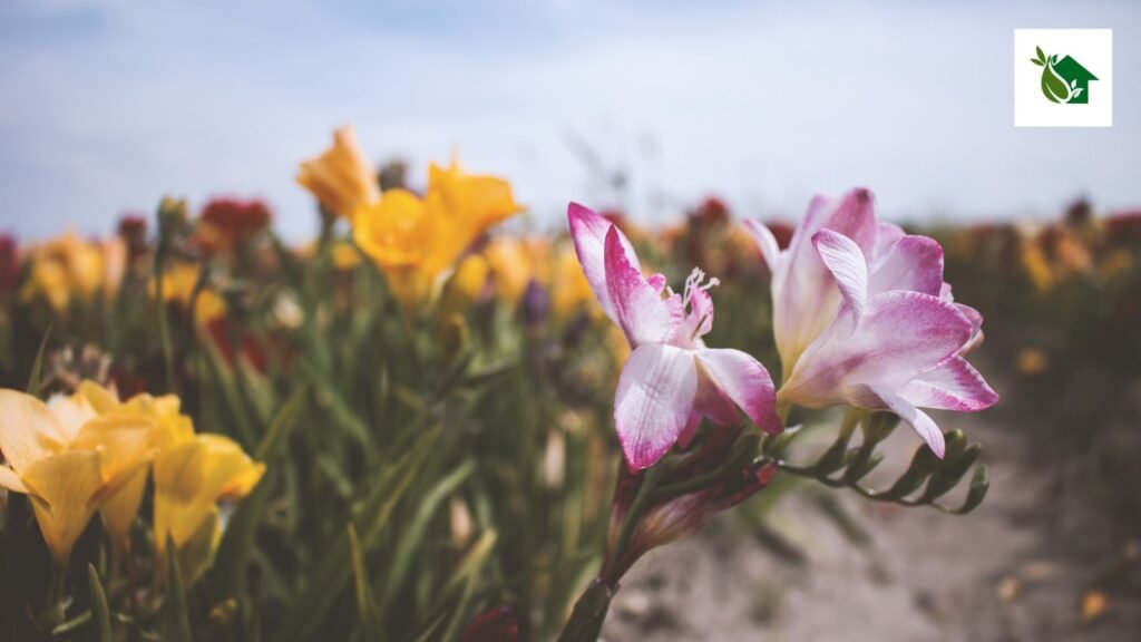 Tulpen giftig voor katten