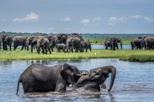 best African safari tours