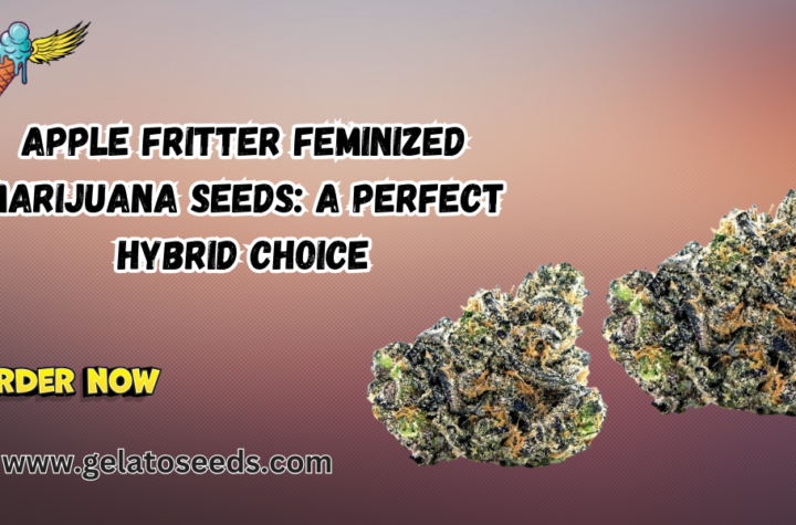 Apple Fritter feminized marijuana seeds