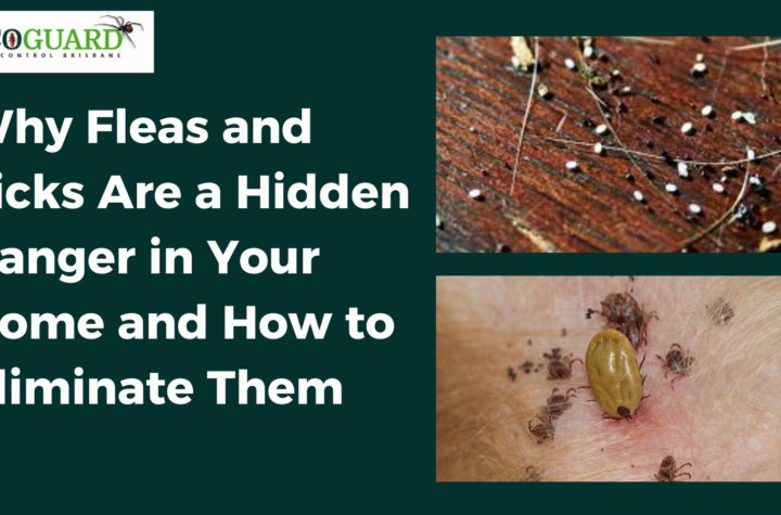 Why Fleas and Ticks Are a Hidden Danger in Your Home and How to Eliminate Them