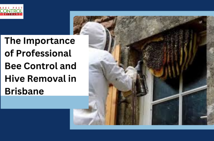 The Importance of Professional Bee Control and Hive Removal in Brisbane