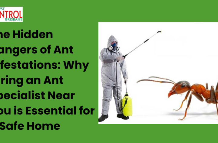 The Hidden Dangers of Ant Infestations: Why Hiring an Ant Specialist Near You is Essential for a Safe Home