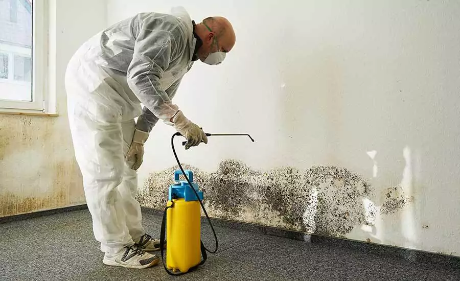 Mold Inspection