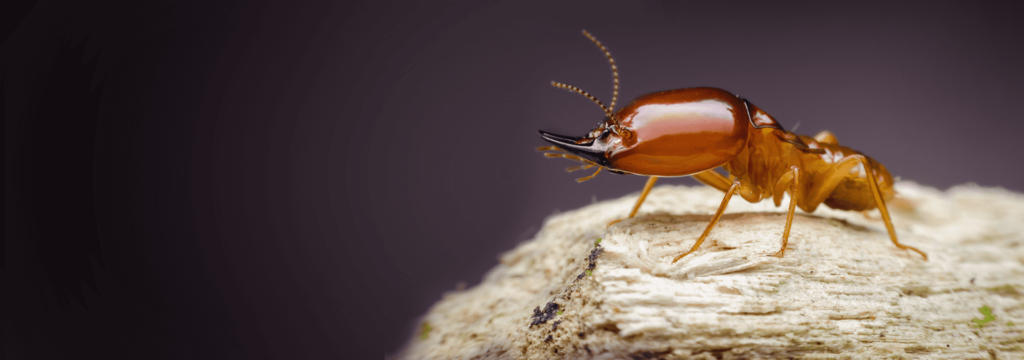 Effective Pest Control in Lahore: Comprehensive Guide